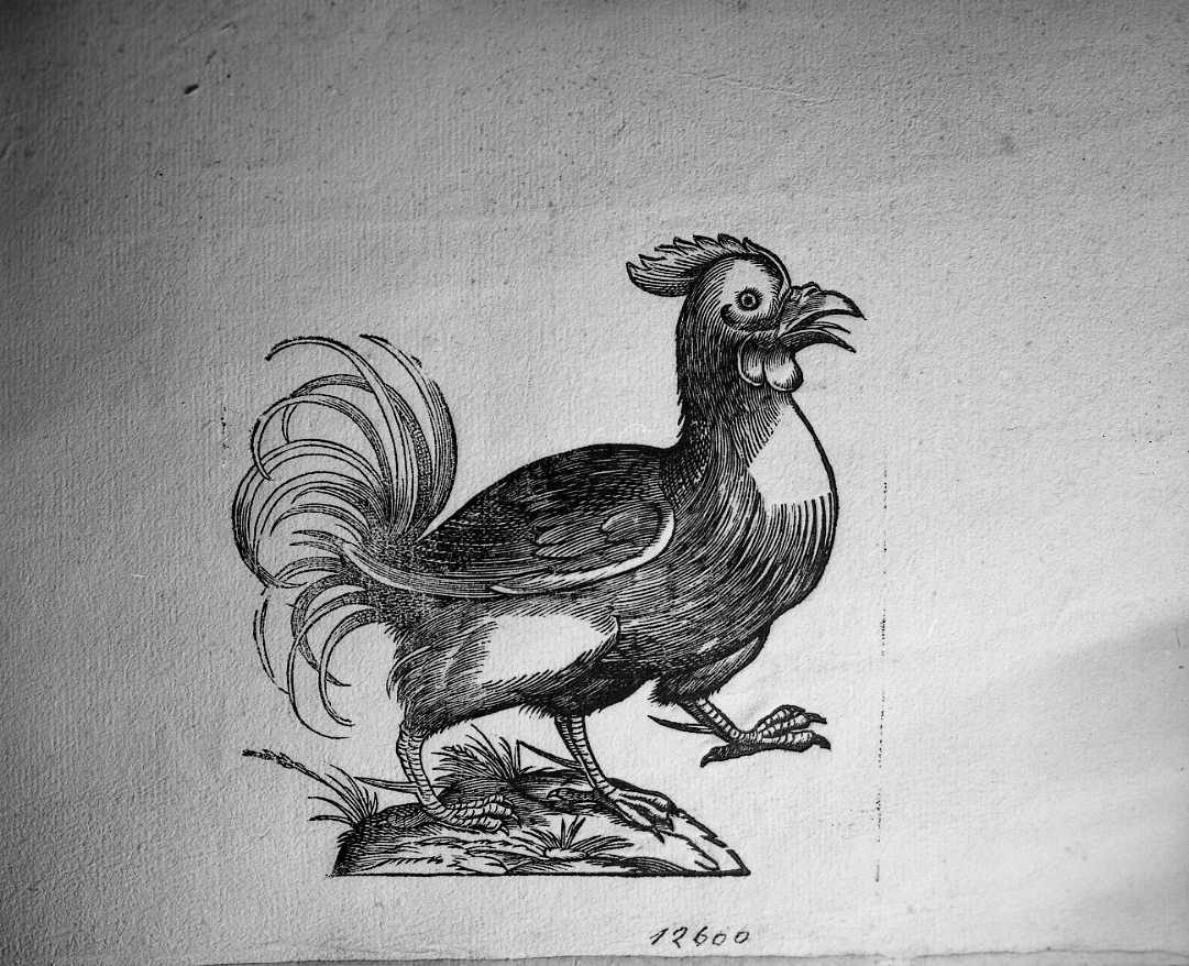 Galletto Bantam, animali e uccelli (stampa) di Coriolano Bartolomeo (secc. XVI/ XVII)