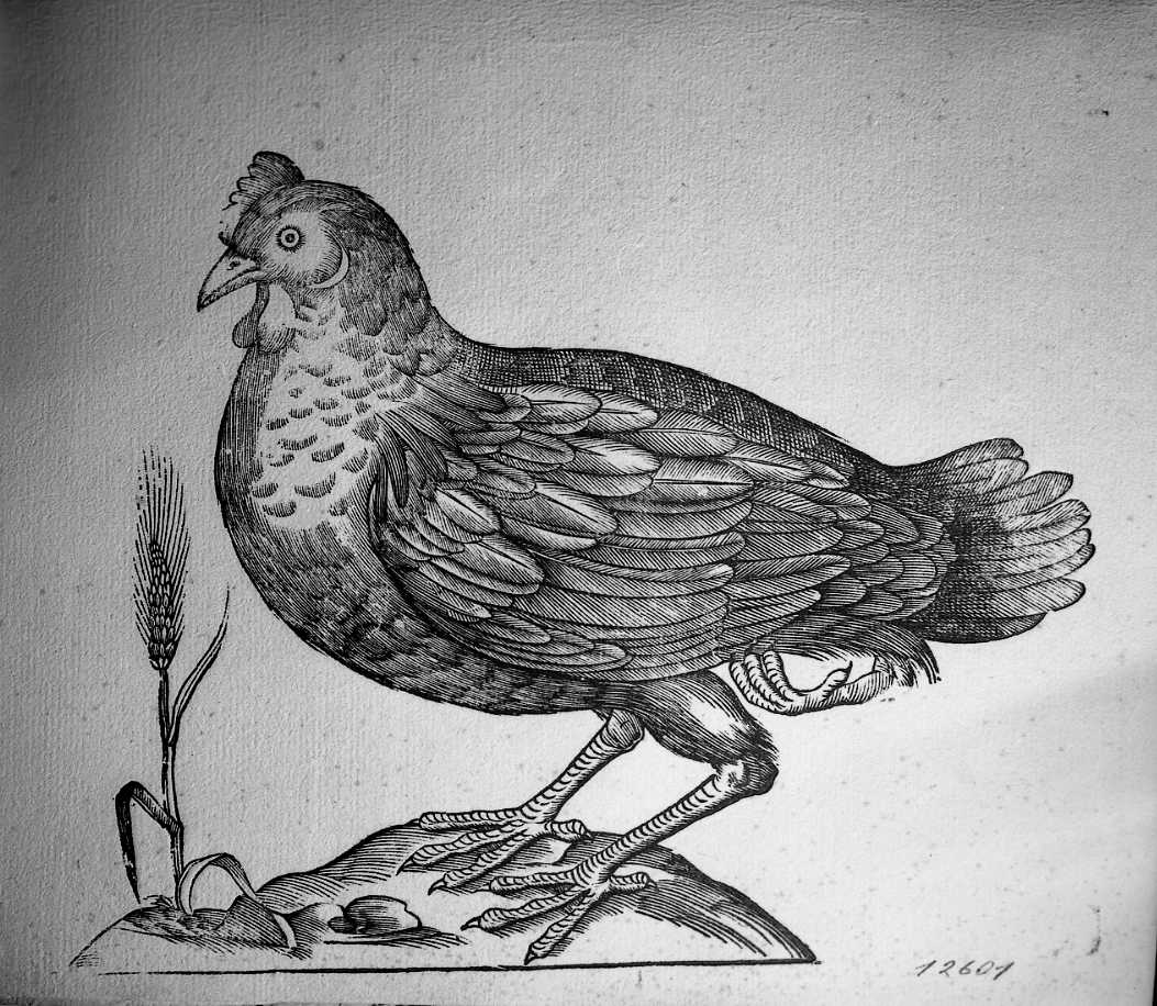 Gallinella Bantam, animali e uccelli (stampa) di Coriolano Bartolomeo (secc. XVI/ XVII)