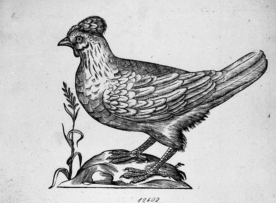 Gallinella dal ciuffo, animali e uccelli (stampa) di Coriolano Bartolomeo (secc. XVI/ XVII)