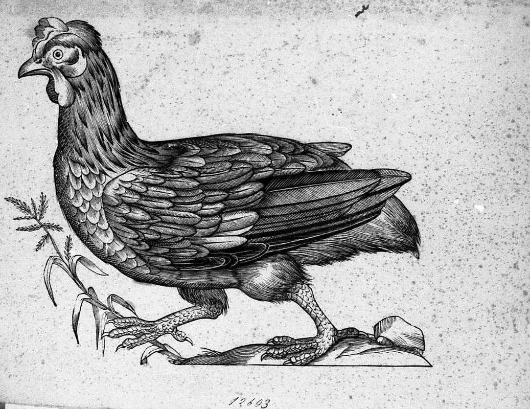 Gallina, animali e uccelli (stampa) di Coriolano Bartolomeo (secc. XVI/ XVII)