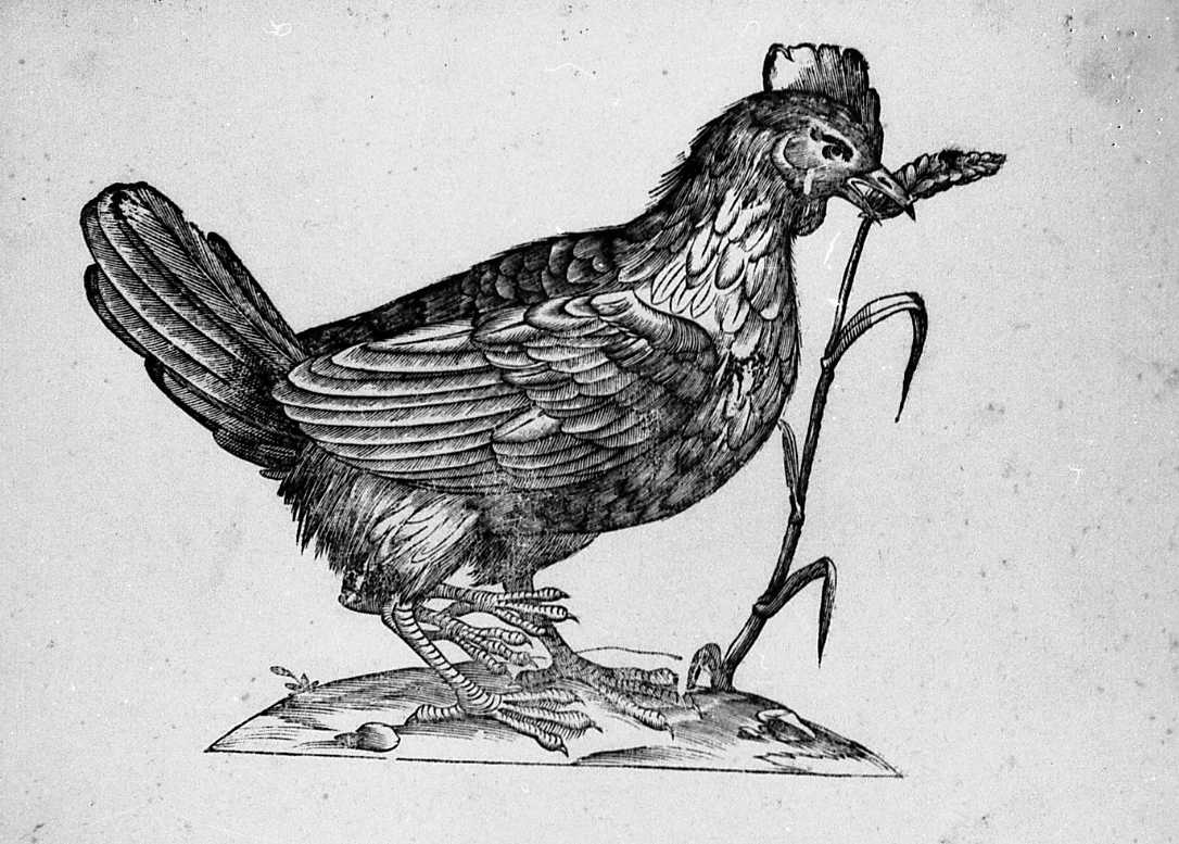 Gallina anomala, animali e uccelli (stampa) di Coriolano Bartolomeo (secc. XVI/ XVII)