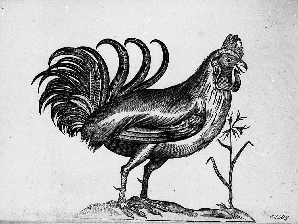 Galletto Bantam, animali e uccelli (stampa) di Coriolano Bartolomeo (secc. XVI/ XVII)