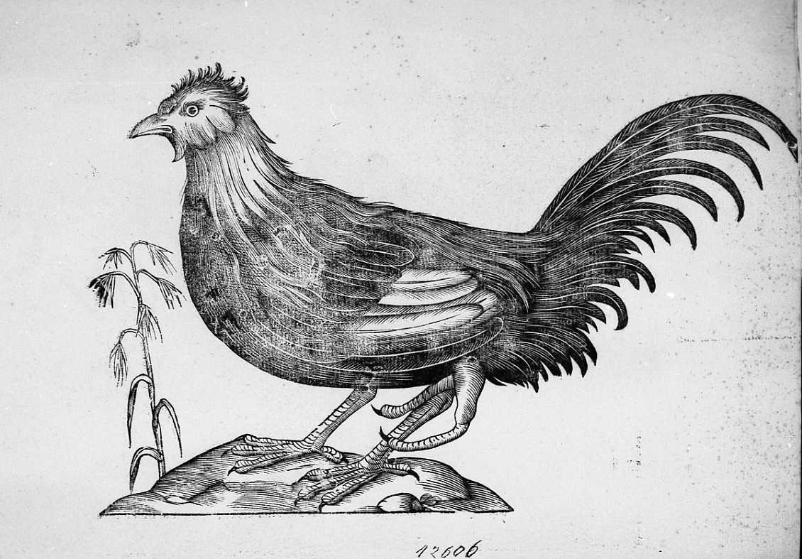 Gallo anomalo, animali e uccelli (stampa) di Coriolano Bartolomeo (secc. XVI/ XVII)