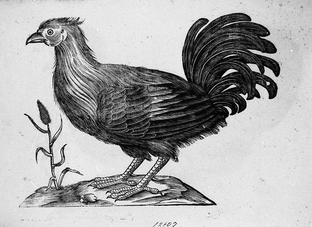 Gallo domestico, animali e uccelli (stampa) di Coriolano Bartolomeo (secc. XVI/ XVII)