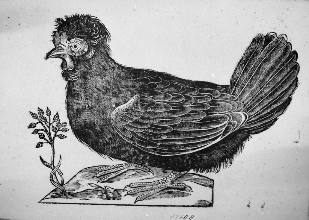 Gallina ciuffina, animali e uccelli (stampa tagliata) di Coriolano Bartolomeo (secc. XVI/ XVII)