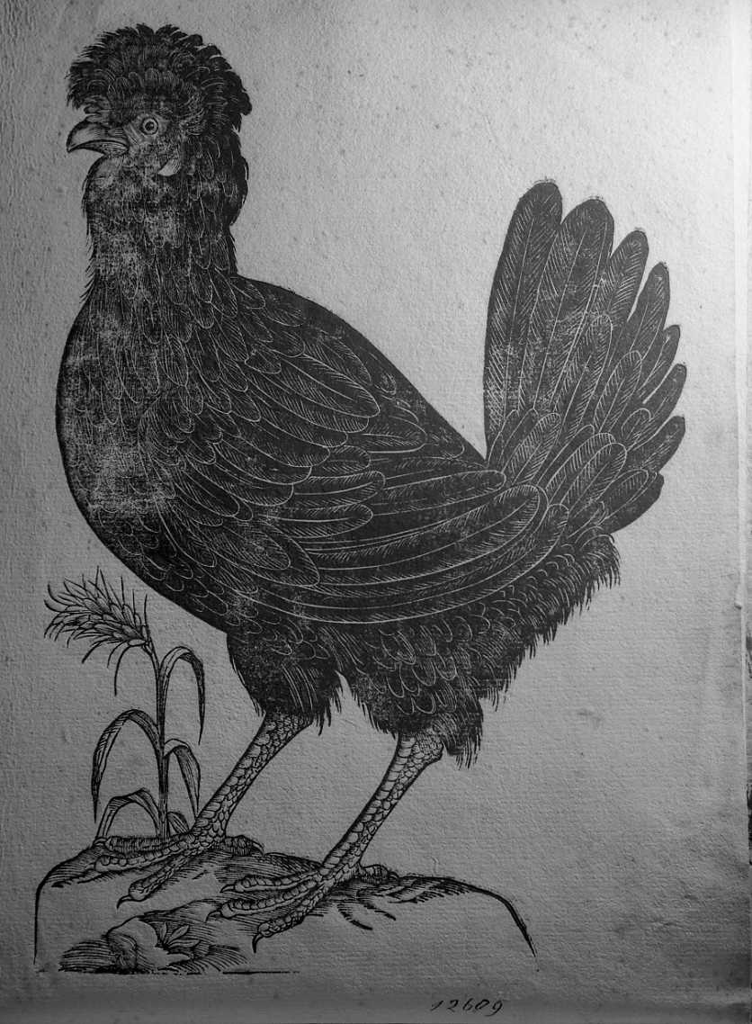 Gallina ciuffina, animali e uccelli (stampa) di Coriolano Bartolomeo (secc. XVI/ XVII)