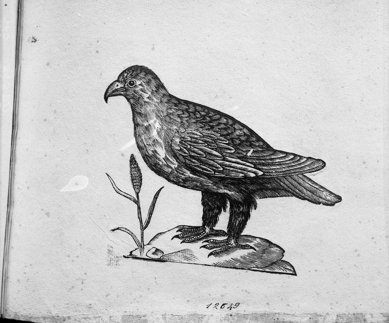 Aquila (stampa) di Coriolano Bartolomeo (sec. XVII)