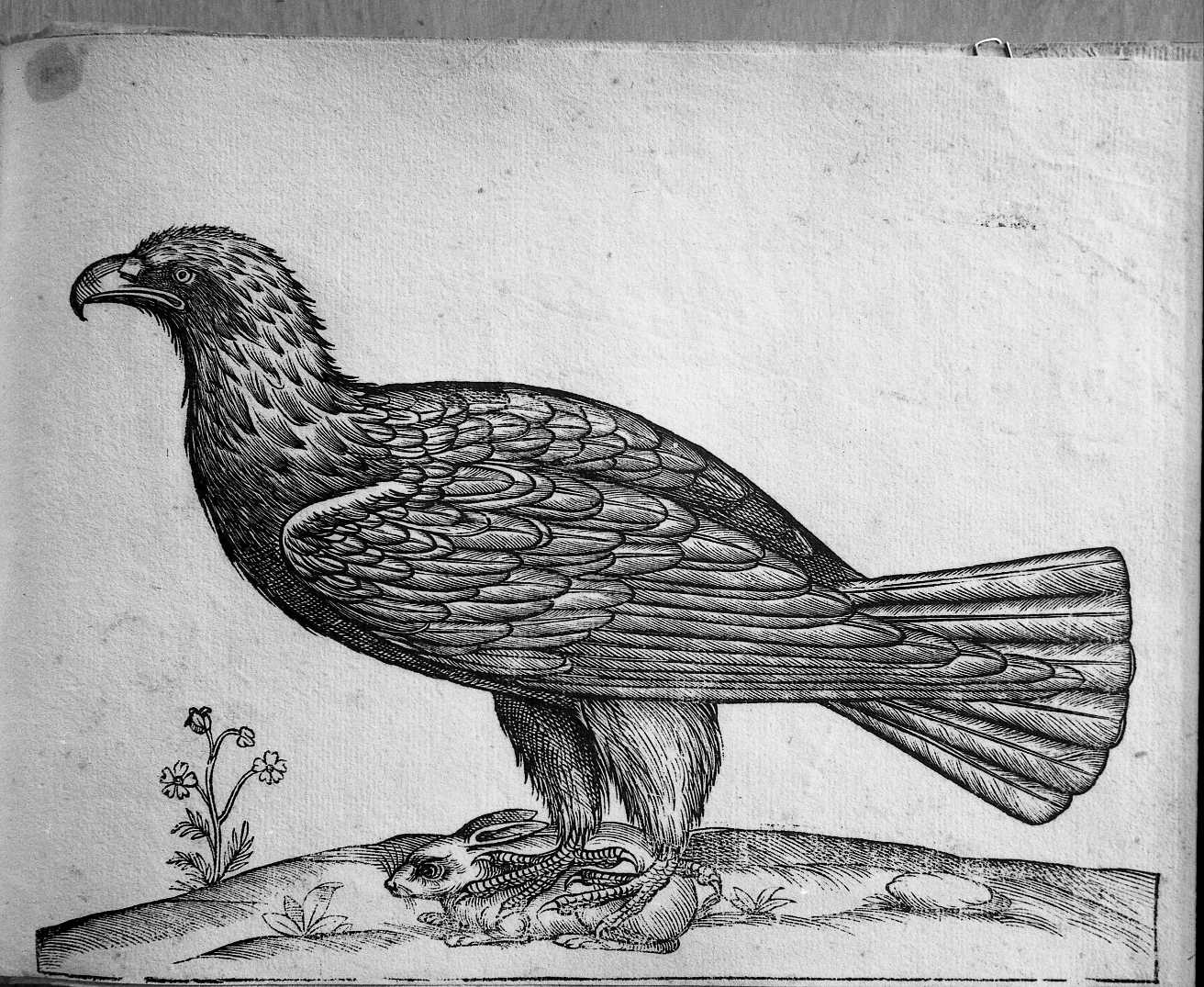 Aquila (stampa) di Coriolano Bartolomeo (sec. XVII)