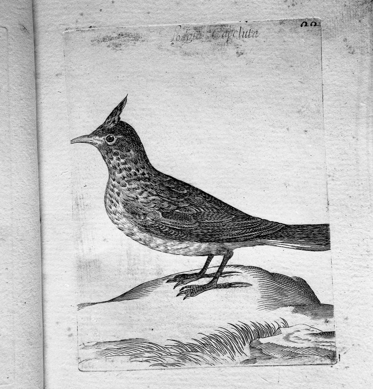 21. Lodola scapeluta (stampa) di Curti Francesco (attribuito) (sec. XVII)