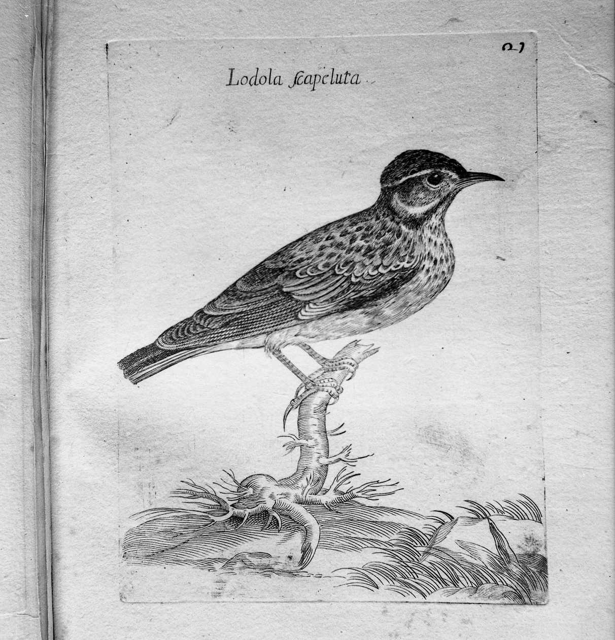 22. Lodola Capeluta (stampa) di Curti Francesco (attribuito) (sec. XVII)