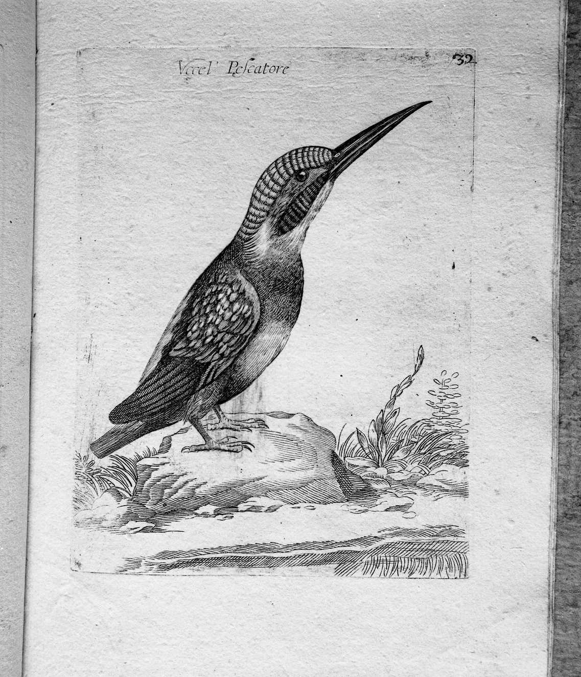 32. Uccel Pescatore (stampa) di Curti Francesco (attribuito) (sec. XVII)