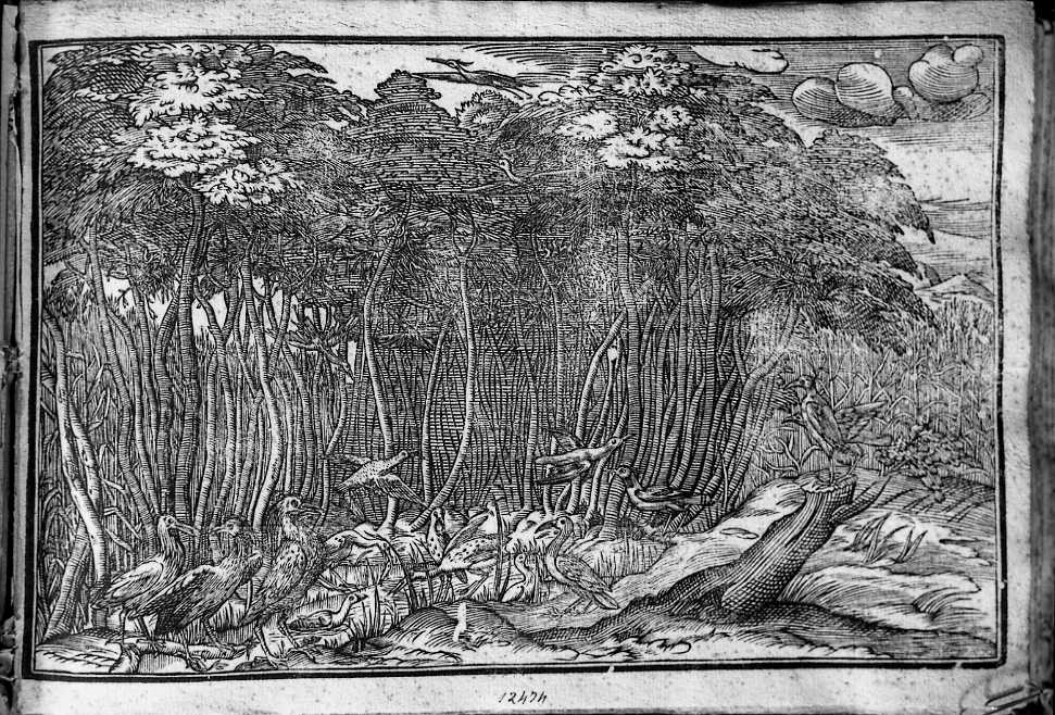 Bosco e palude, paesaggio con uccelli (stampa) di Coriolano Bartolomeo (sec. XVII)