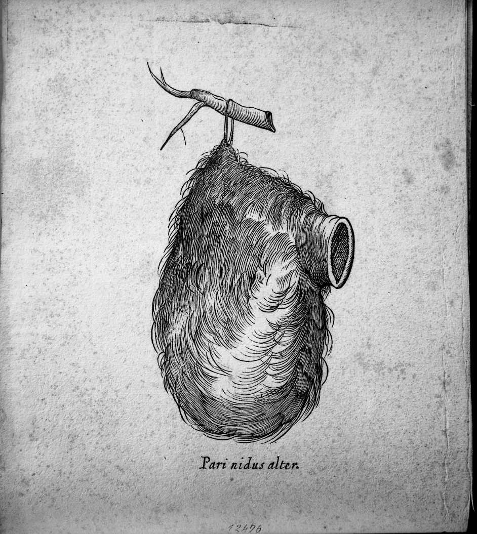 Nido sospeso a un ramo, animali e uccelli (stampa) di Coriolano Bartolomeo (sec. XVII)