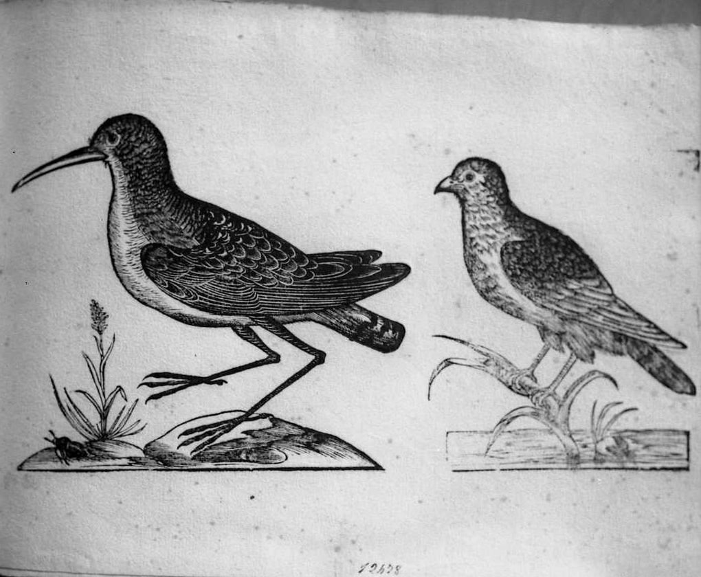 Un trampolieri e un falco, animali e uccelli (stampa) di Coriolano Bartolomeo (sec. XVII)
