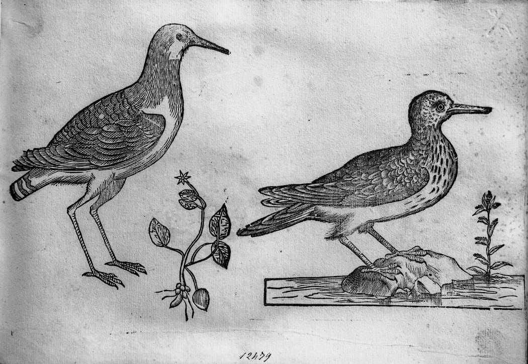 Due trampolieri, animali e uccelli (stampa) di Coriolano Bartolomeo (sec. XVII)