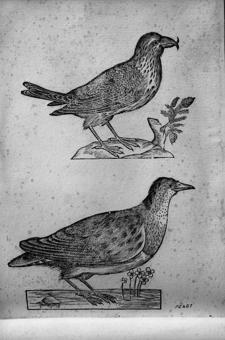 Un crocere e un uccello non determinato, animali e uccelli (stampa) di Coriolano Bartolomeo (sec. XVII)