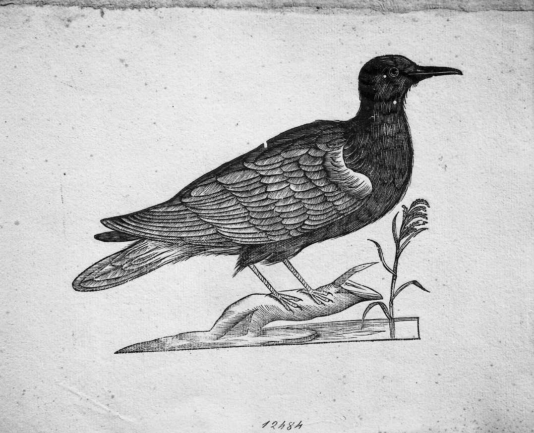 Mignattino, animali e uccelli (stampa) di Coriolano Bartolomeo (sec. XVII)