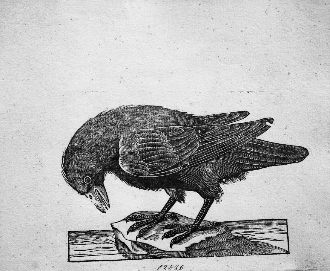 Corvo, animali e uccelli (stampa) di Coriolano Bartolomeo (sec. XVII)