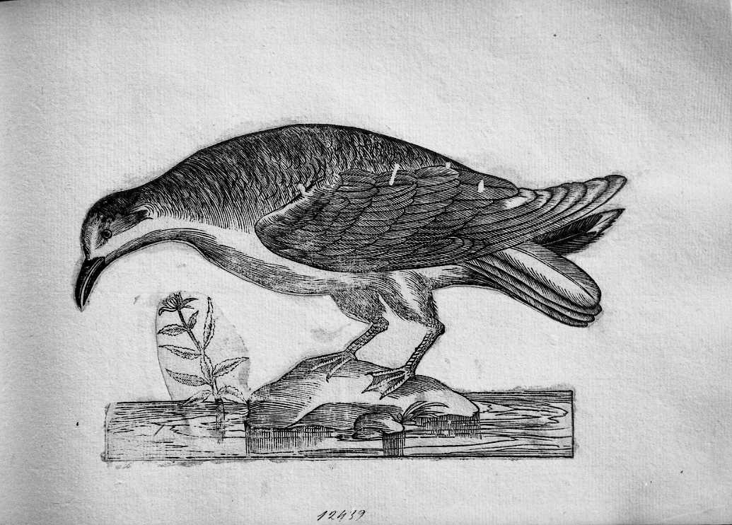 Gabbiano, animali e uccelli (stampa tagliata) di Coriolano Bartolomeo (sec. XVII)