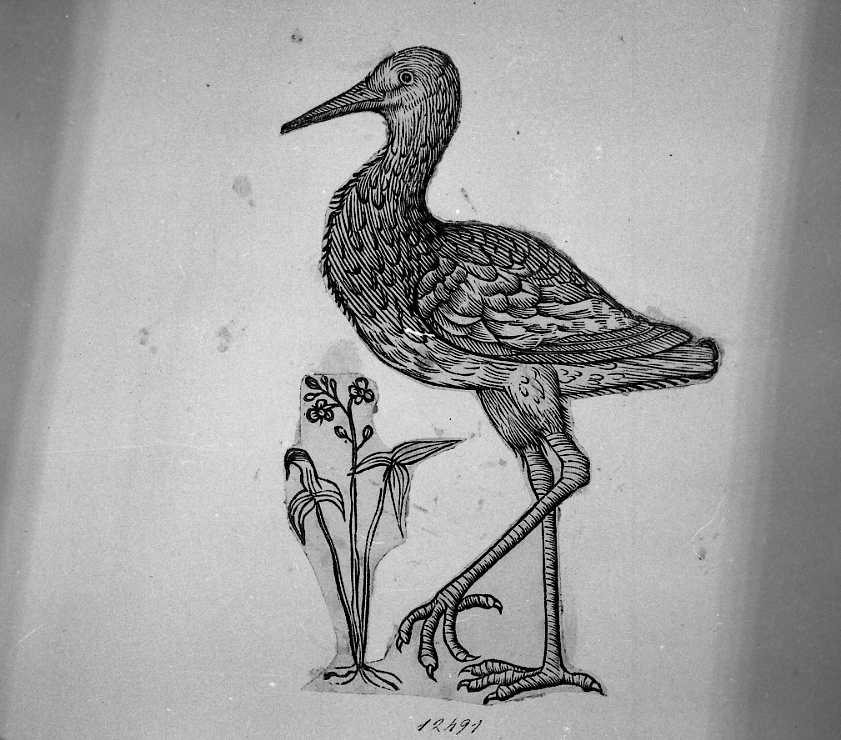 Cicogna ?, animali e uccelli (stampa tagliata) di Coriolano Bartolomeo (sec. XVII)