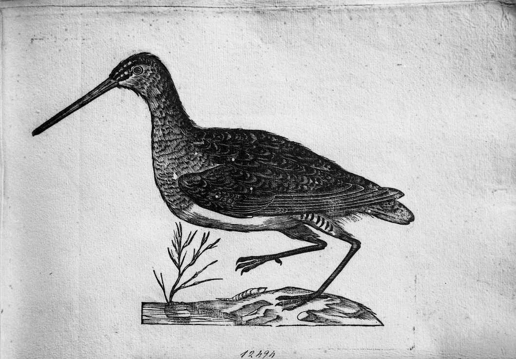 Trampoliere, animali e uccelli (stampa) di Coriolano Bartolomeo (sec. XVII)