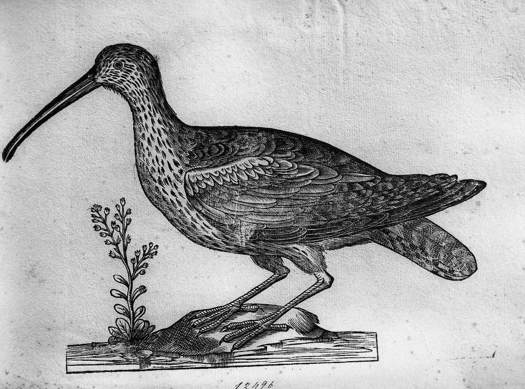 Chiurlo ?, animali e uccelli (stampa) di Coriolano Bartolomeo (sec. XVII)