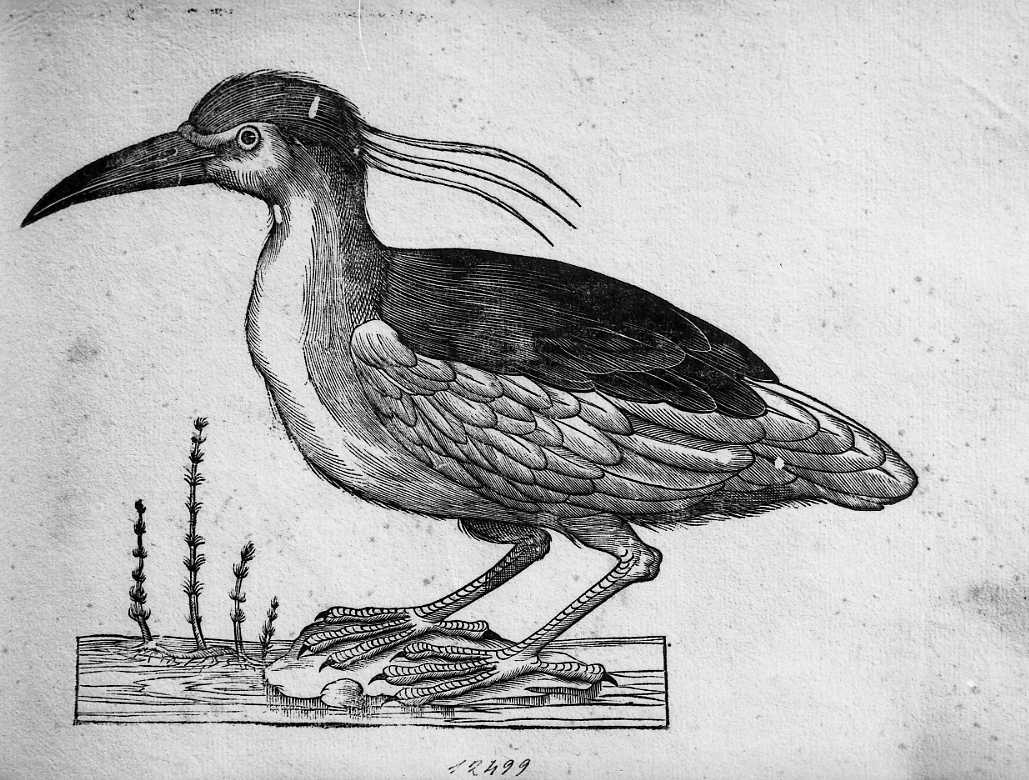Nitticora, animali e uccelli (stampa) di Coriolano Bartolomeo (sec. XVII)