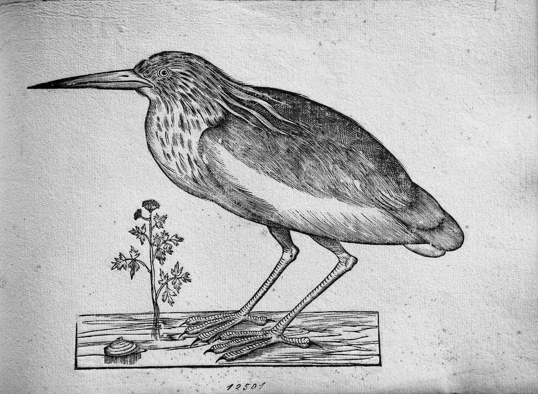 Sgarza ciuffetto, animali e uccelli (stampa) di Coriolano Bartolomeo (sec. XVII)