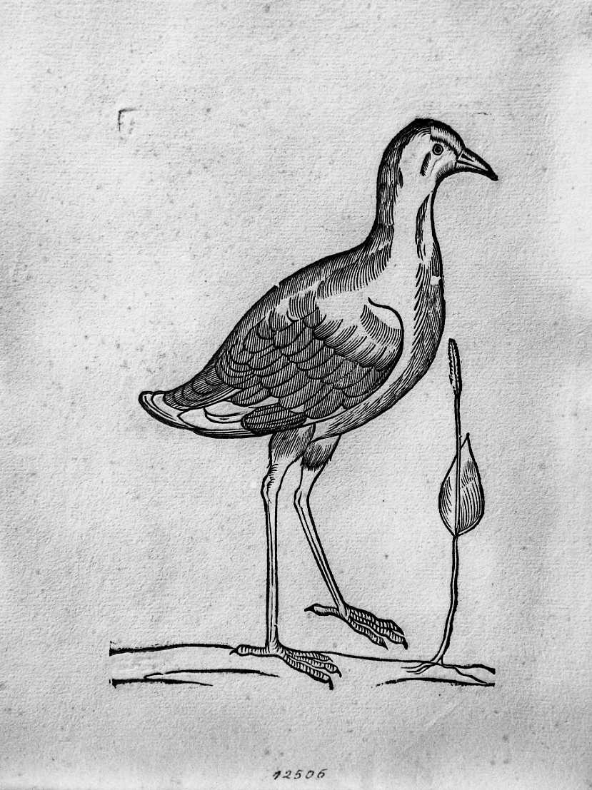 Gallinella d'acqua, animali e uccelli (stampa) di Coriolano Bartolomeo (sec. XVII)
