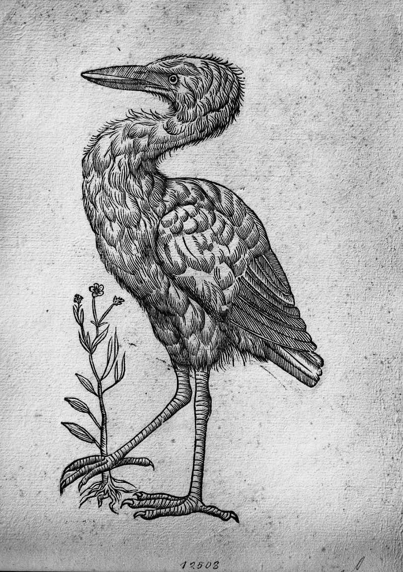 Umbretta ?, animali e uccelli (stampa) di Coriolano Bartolomeo (sec. XVII)