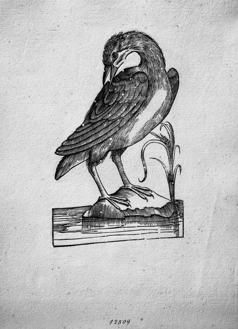 Uccello non determinato, animali e uccelli (stampa) di Coriolano Bartolomeo (sec. XVII)