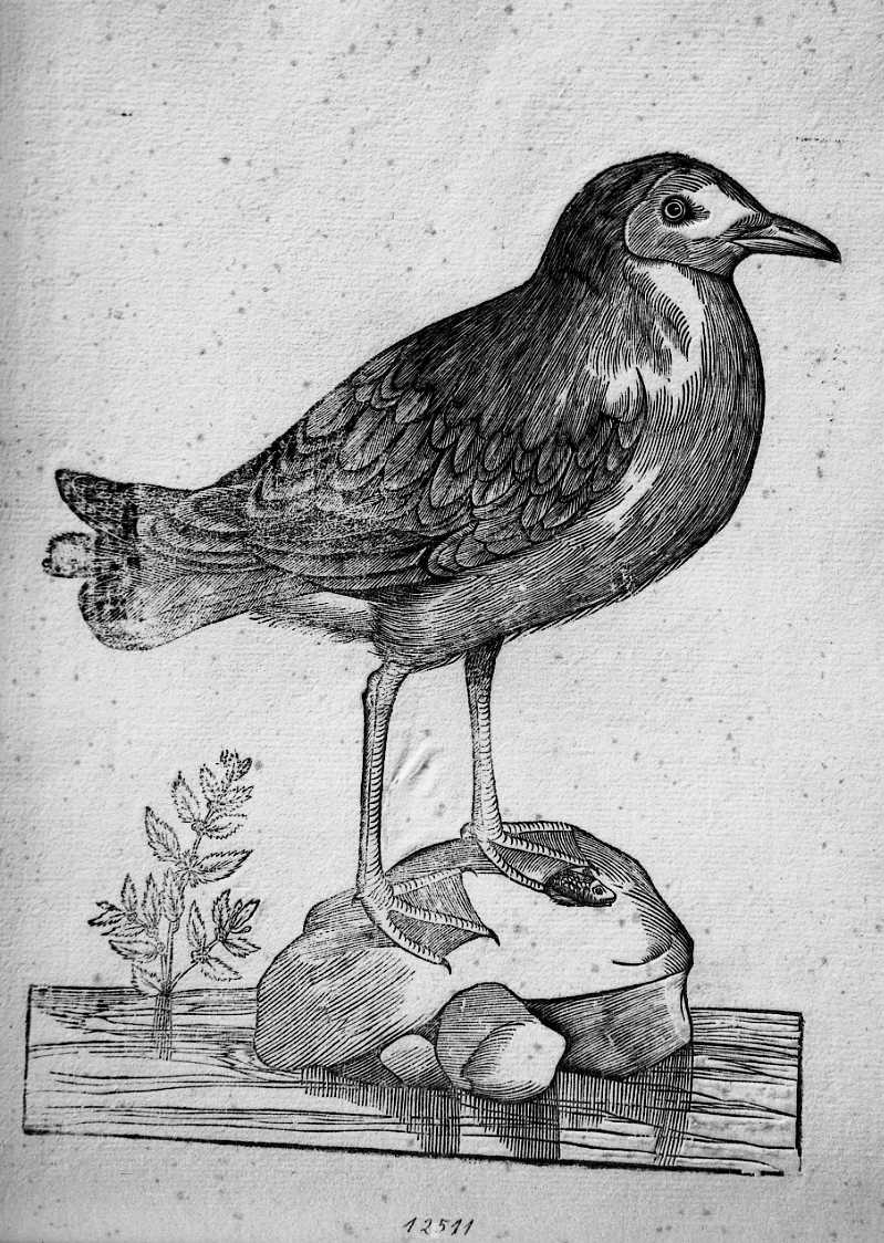 Gabbiano, animali e uccelli (stampa) di Coriolano Bartolomeo (sec. XVII)
