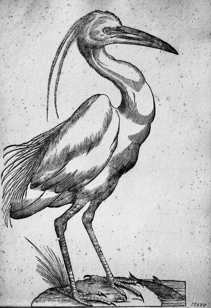 Garzetta, animali e uccelli (stampa) di Coriolano Bartolomeo (sec. XVII)