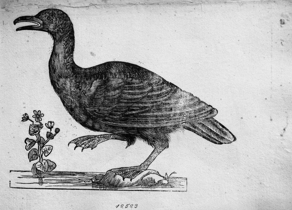 Cormorano ?, animali e uccelli (stampa) di Coriolano Bartolomeo (sec. XVII)