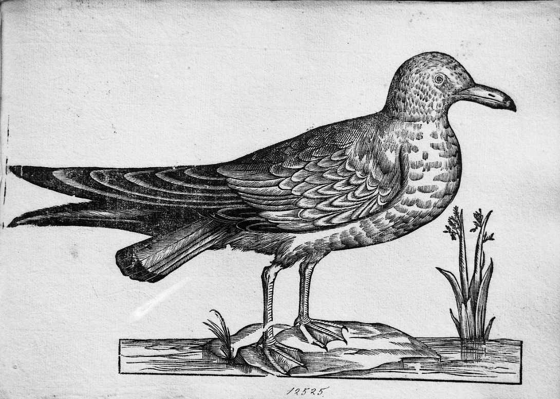 Stercorario ?, animali e uccelli (stampa) di Coriolano Bartolomeo (sec. XVII)