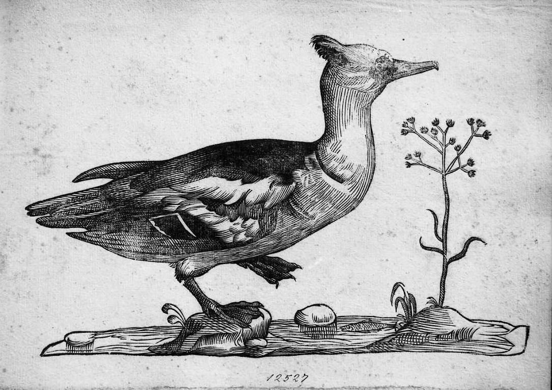 Smergo, animali e uccelli (stampa) di Coriolano Bartolomeo (sec. XVII)