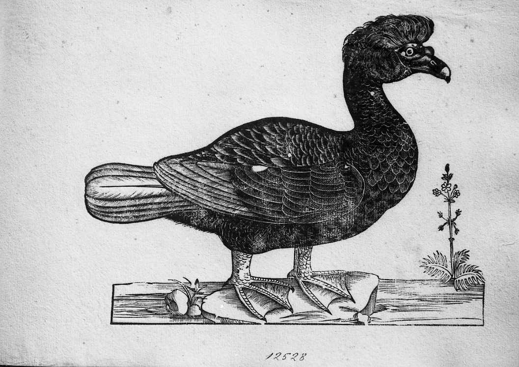 Anatra muta, animali e uccelli (stampa) di Coriolano Bartolomeo (sec. XVII)