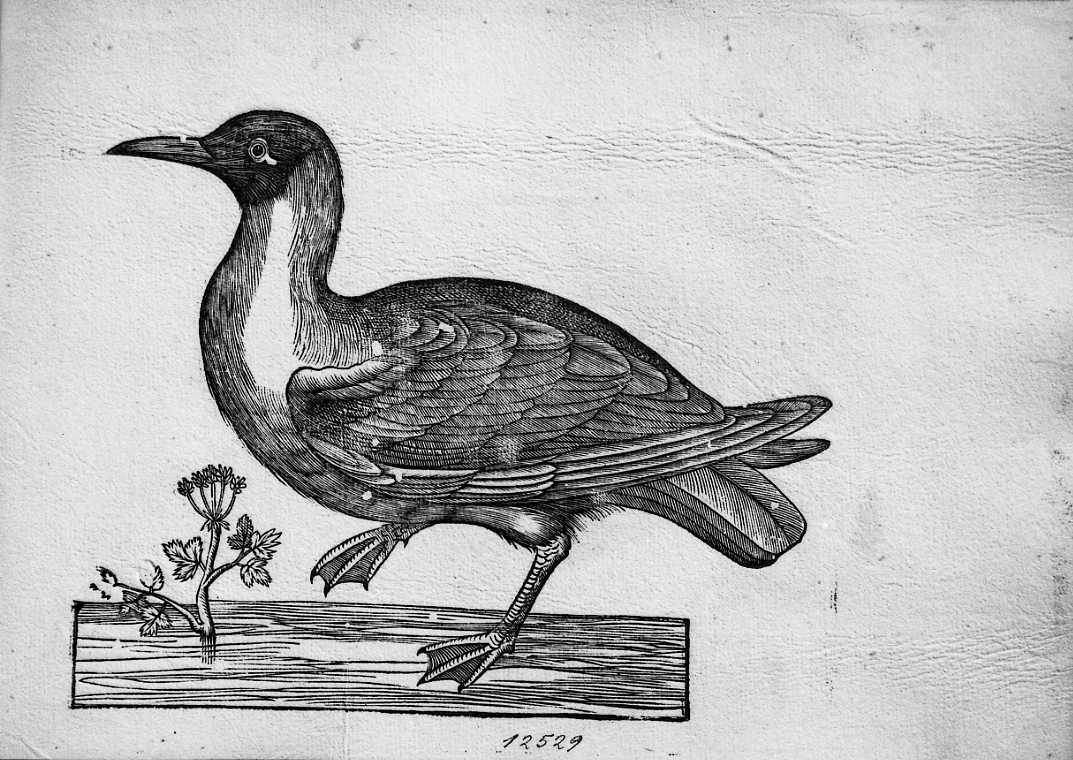 Gabbiano comune ?, animali e uccelli (stampa) di Coriolano Bartolomeo (sec. XVII)