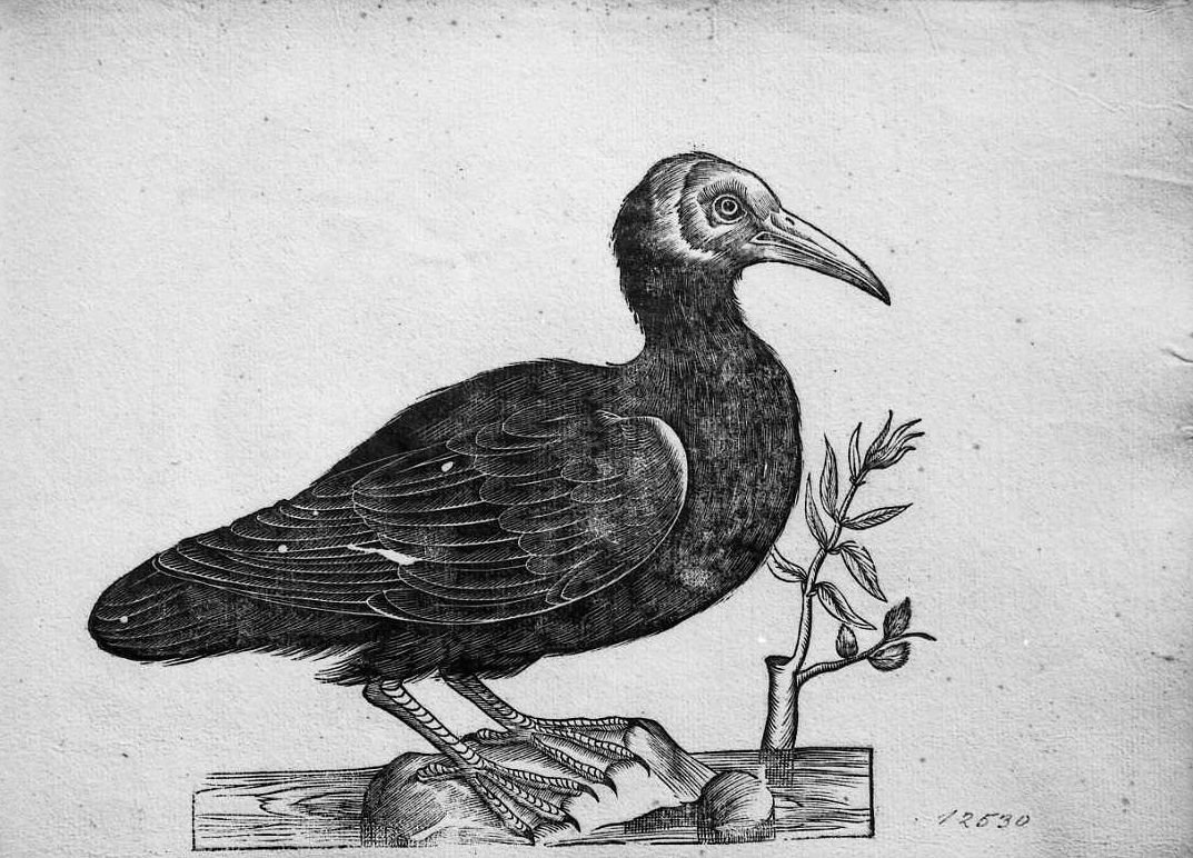 Sula, animali e uccelli (stampa) di Coriolano Bartolomeo (sec. XVII)