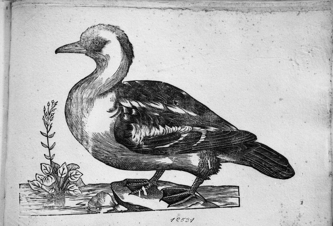 Smergo ?, animali e uccelli (stampa) di Coriolano Bartolomeo (sec. XVII)