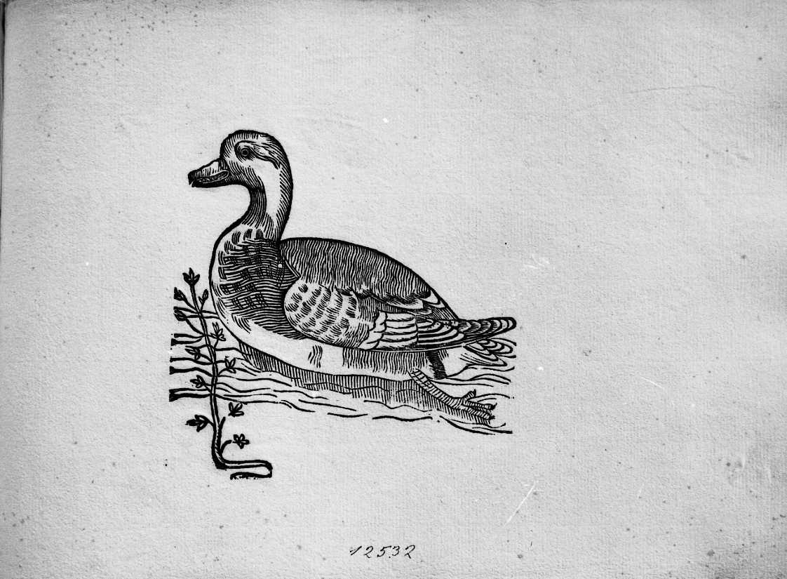 Anatra marmorizzata, animali e uccelli (stampa) di Coriolano Bartolomeo (sec. XVII)