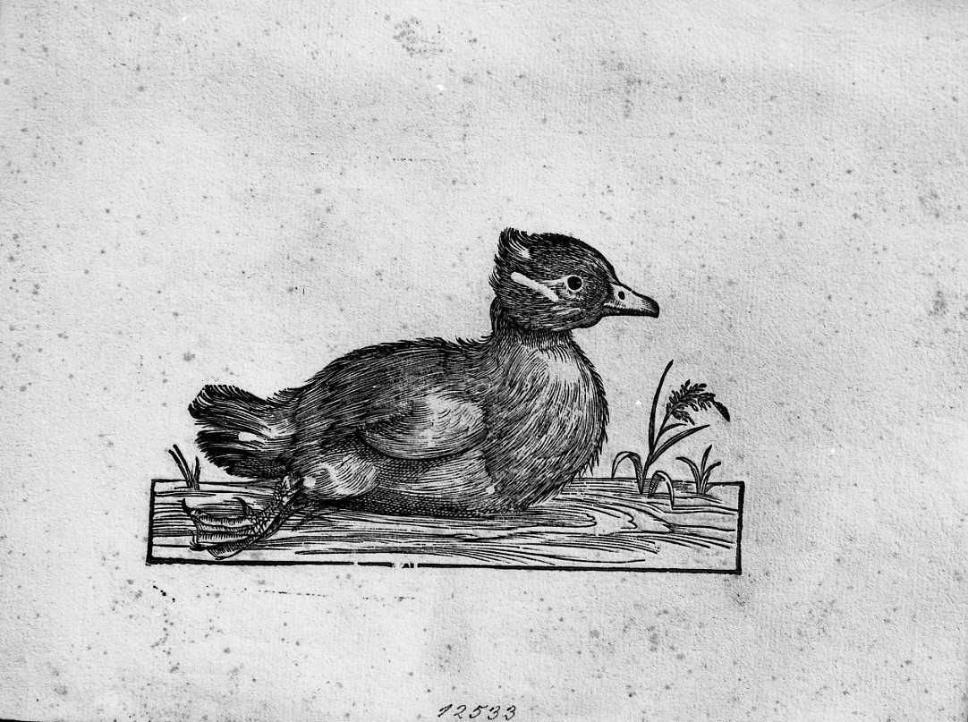 Uccello non determinato, animali e uccelli (stampa) di Coriolano Bartolomeo (sec. XVII)