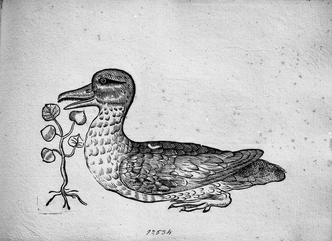 Oca ?, animali e uccelli (stampa) di Coriolano Bartolomeo (sec. XVII)