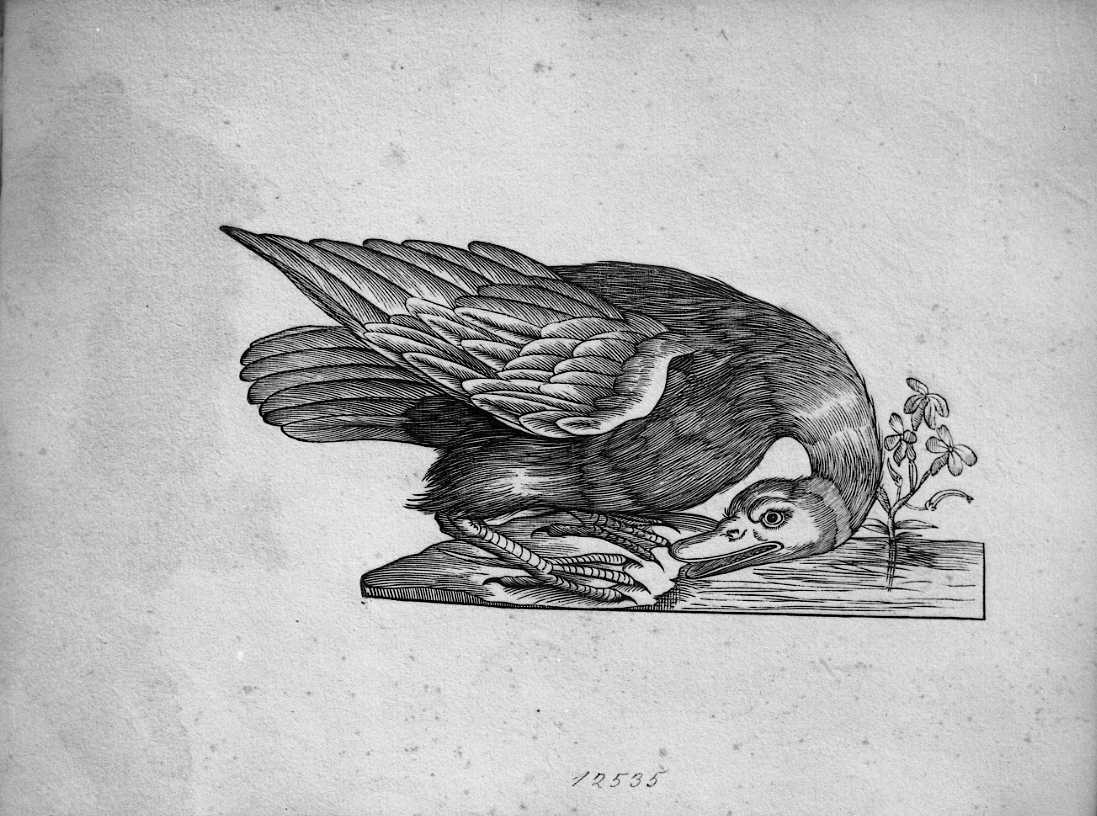 Oca ?, animali e uccelli (stampa) di Coriolano Bartolomeo (sec. XVII)