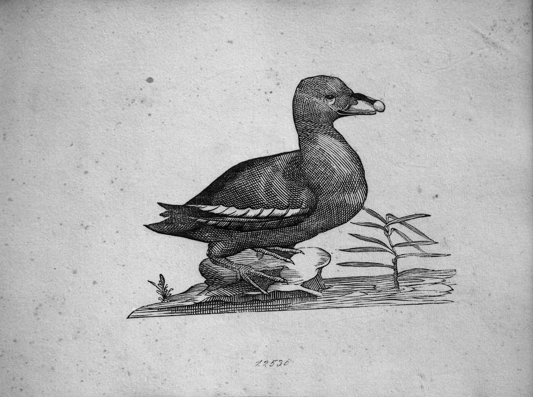 Orco marino, animali e uccelli (stampa) di Coriolano Bartolomeo (sec. XVII)