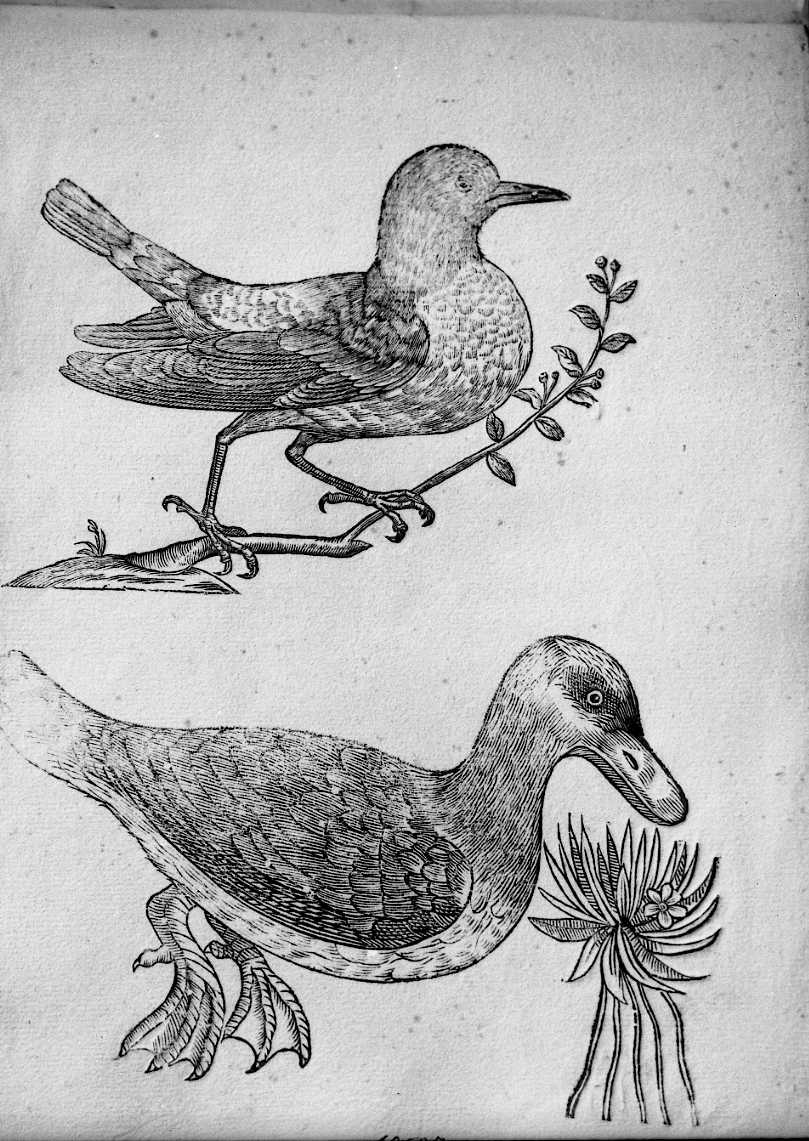 Passeriforme ? e anatra ?, animali e uccelli (stampa) di Coriolano Bartolomeo (sec. XVII)
