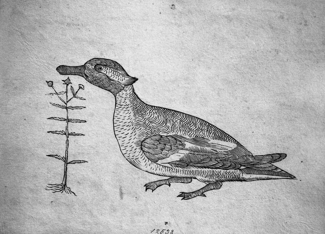 Alzavola ?, animali e uccelli (stampa) di Coriolano Bartolomeo (sec. XVII)