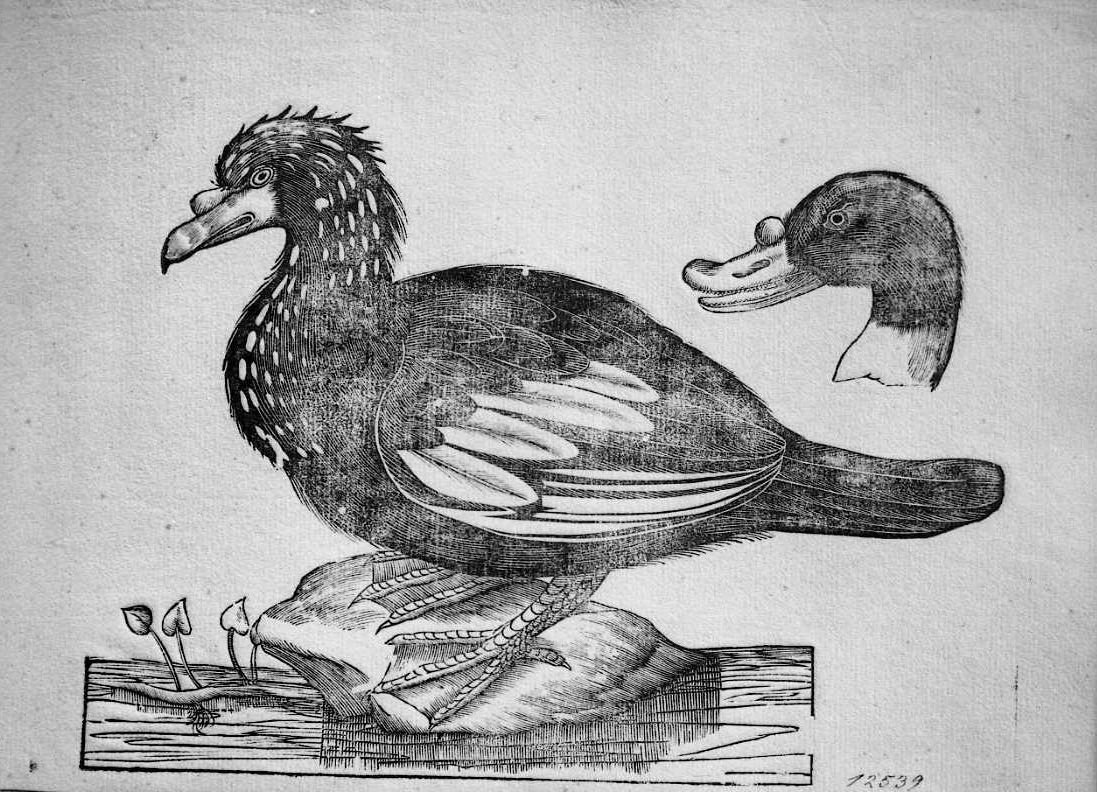 Uccello non determinato e testa di Volpoca, animali e uccelli (stampa) di Coriolano Bartolomeo (sec. XVII)