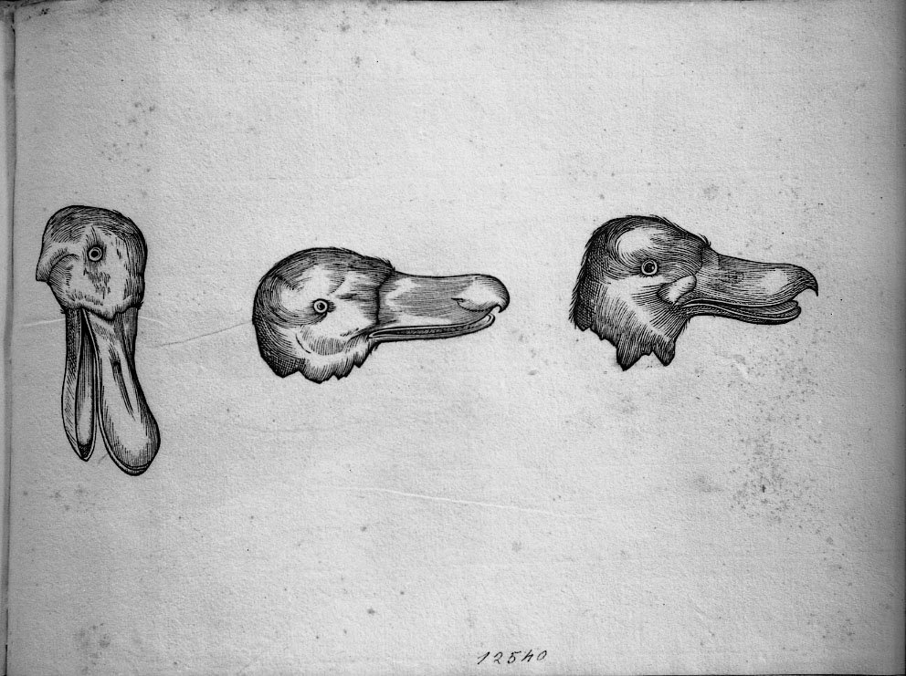 Tre teste di mestolone ?, animali e uccelli (stampa) di Coriolano Bartolomeo (sec. XVII)