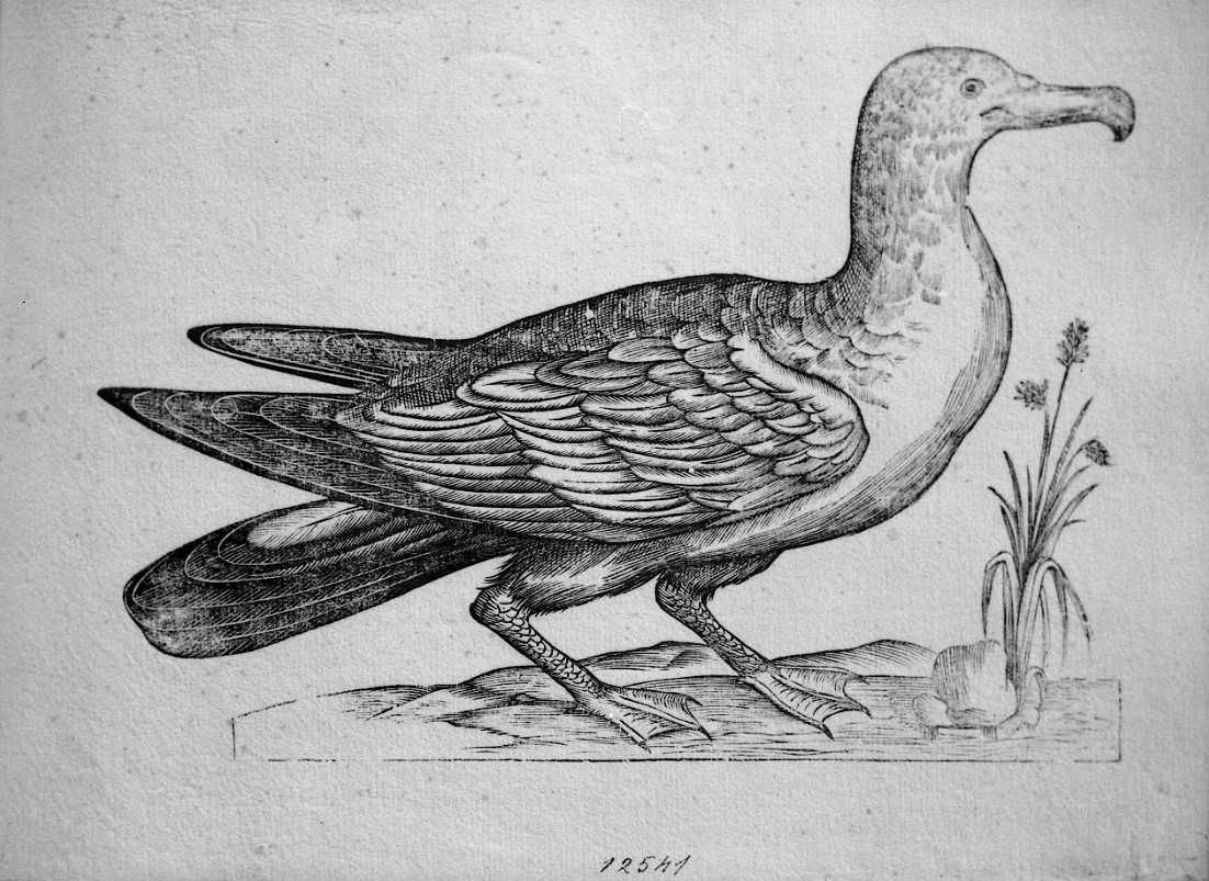Albatro, animali e uccelli (stampa) di Coriolano Bartolomeo (sec. XVII)